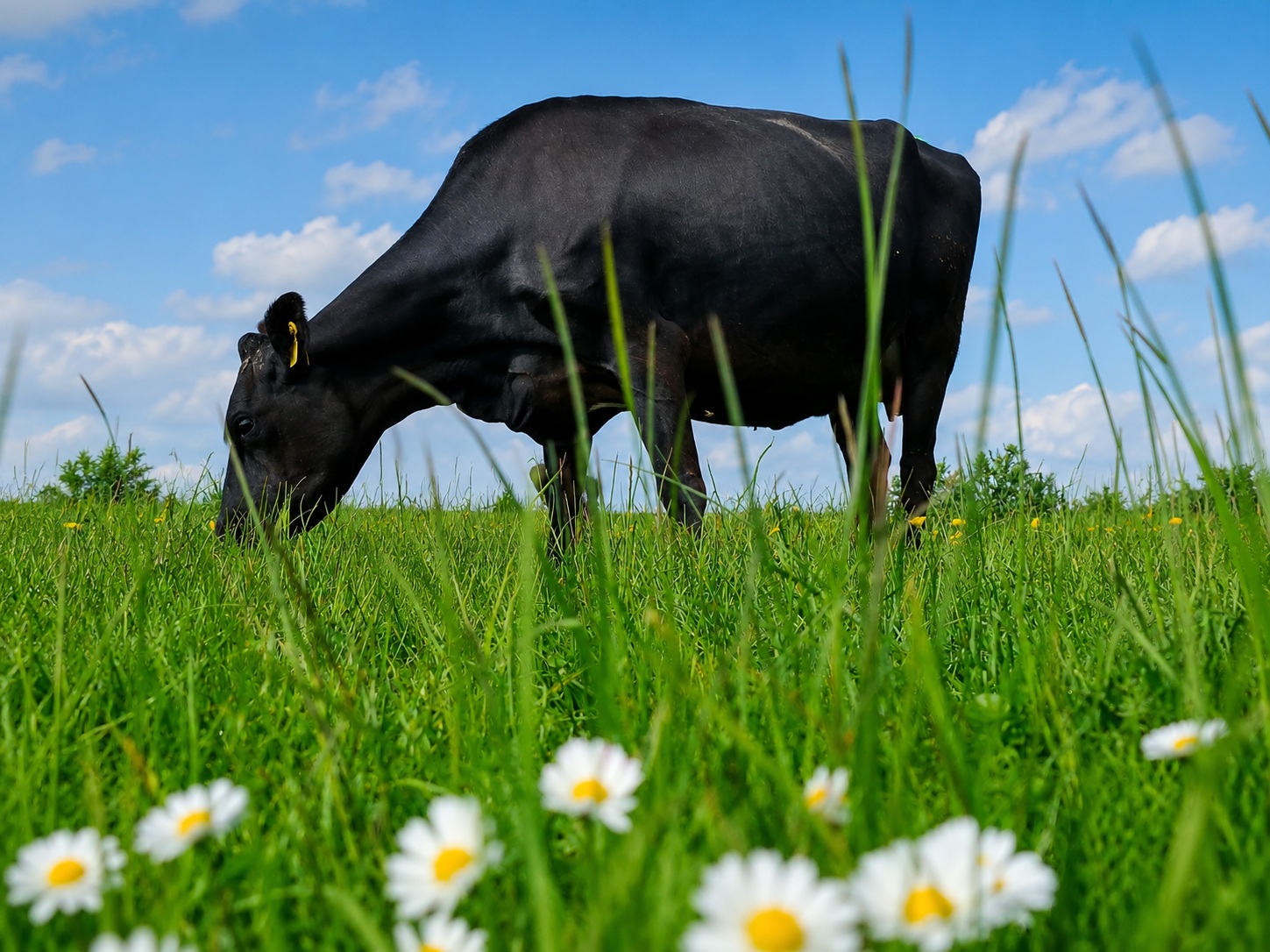 Cow Grazing In Grasslands