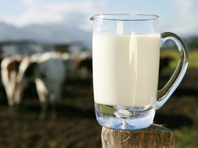 Fresh Whole Milk
