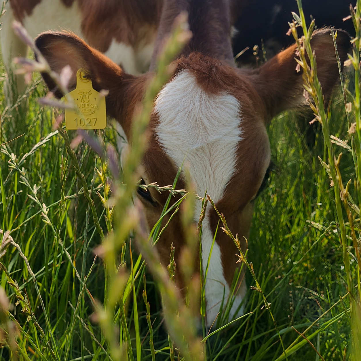 Happy calf in straw